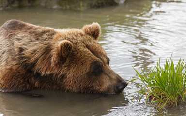 Obraz premium Close up of brown bear head inside a river