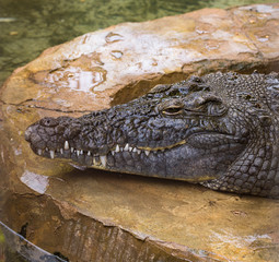 Nile crocodile (Crocodylus niloticus) is a large crocodilian native to freshwater habitats in Africa. Reptile head.