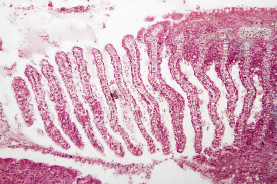 Fish Roe Under Microscope