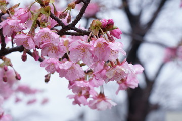 小雨の中で河津桜の花が咲く