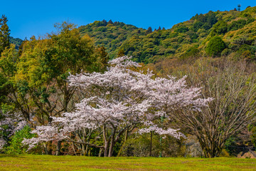 吉香公園の桜