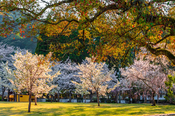 吉香公園の桜