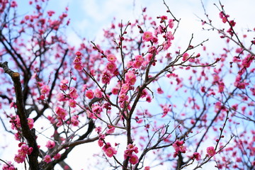 紅梅の花が華やかに咲く