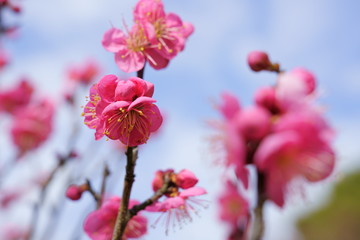 紅梅の花が華やかに咲く