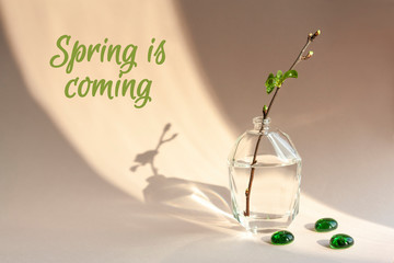 Spring is coming inscription. Green twig in glass bottle on beige background. Sunlight and shadows. Spring minimalistic concept or greeting card.