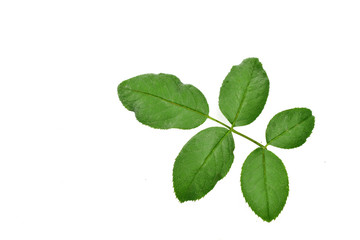 Fototapeta na wymiar Green leaf of rose isolated on white