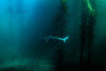 Fototapeta premium Shark in the Kelp