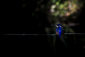 Azure Kingfisher on a fence