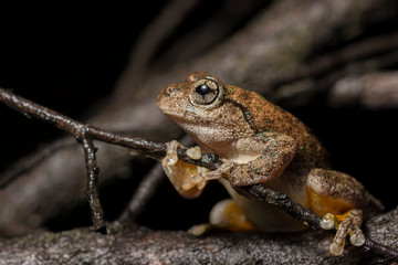 Peron's Tree Frog (Litoria peronii) on the lookout