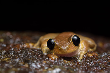 Australian Lacelid (Litoria dayi) on a rock