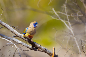 Bluebonnet in the Flinders Ranges