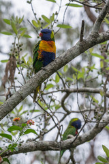 Pair of Rainbow Lorikeets on a tree
