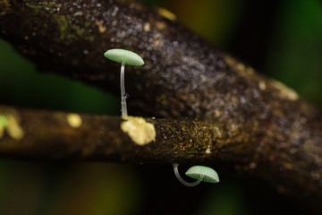 Mycena chlorophos bioluminescent mushroom
