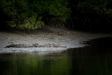 Saltwater Crocodile resting by a river