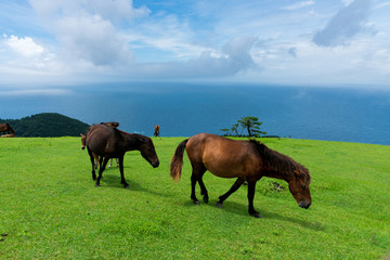 都井岬のミサキウマ