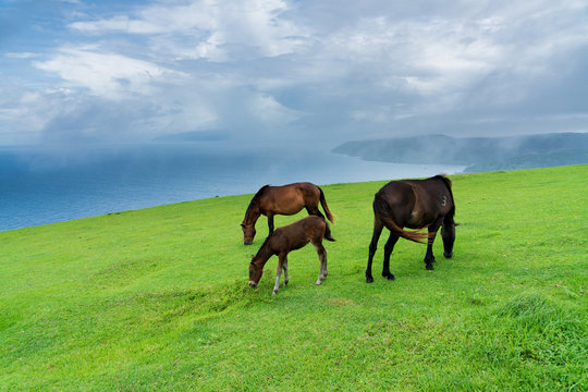「みさき」の画像 24,997 件の Stock 写真、ベクターおよびビデオ Adobe Stock