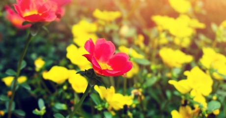 Obraz premium red flowers in the garden