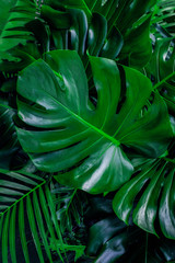 Obraz na płótnie Canvas Monstera green leaves or Monstera Deliciosa in dark tones, background or green leafy tropical pine forest patterns for creative design elements. Philodendron monstera textures