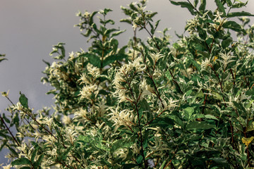 A blurry abstract background view of green leaves that grow up the streets or in the park, for a refreshing view during the day