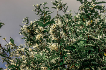 A blurry abstract background view of green leaves that grow up the streets or in the park, for a refreshing view during the day