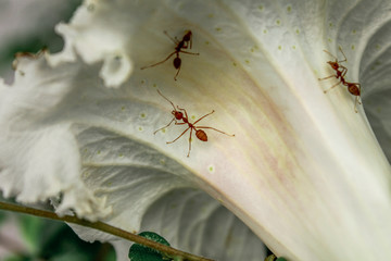 A blurry abstract background view of green leaves that grow up the streets or in the park, for a refreshing view during the day