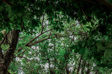 A blurry abstract background view of green leaves that grow up the streets or in the park, for a refreshing view during the day