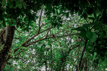 A blurry abstract background view of green leaves that grow up the streets or in the park, for a refreshing view during the day