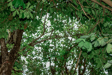 A blurry abstract background view of green leaves that grow up the streets or in the park, for a refreshing view during the day