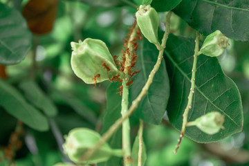 A blurry abstract background view of green leaves that grow up the streets or in the park, for a refreshing view during the day