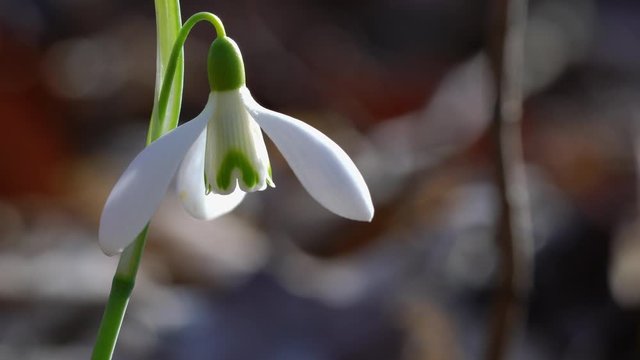 Snowdrop herald of spring in the natural ambience (Galanthus nivalis) - (4K)