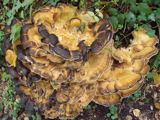 Riesenporling auf Baumstamm