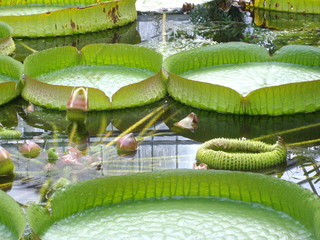 Victoria-Seerose im Palmenhaus