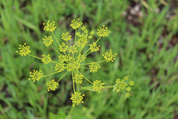 Golden Alexanders, an umbel flower, at Midewin National Tallgrass Prairie in Wilmington, Illinois
