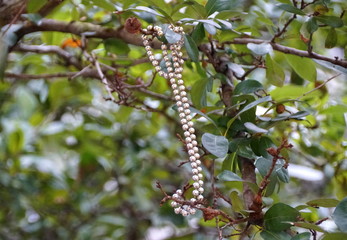 Colorful beads on the trees along the street in New Orleans, Louisiana, U.S.A