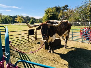 texas longhorn