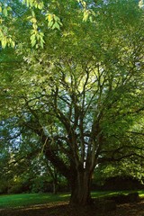 tree in the park