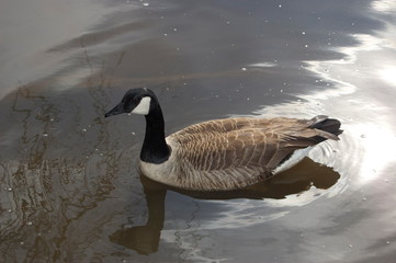 Goose swimming sunny day