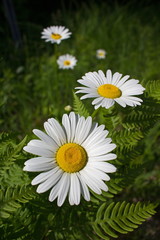 Fototapeta premium Wild Daisies