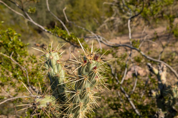 Budding Cholla