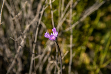 Budding Desert Purple Flowers
