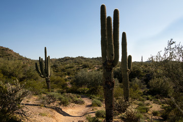 Three Wild Thick Saguaros Desert Landscape