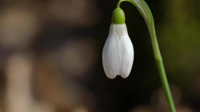 Snowdrop herald of spring in the natural ambience (Galanthus nivalis) - (4K)