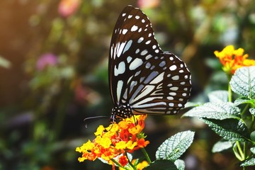 butterfly on flower