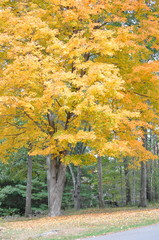 Tree with Yellow Leaves in fall
