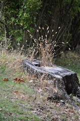 New Growth growing in tree stump