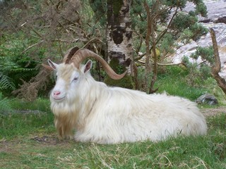 Resting Large Goat