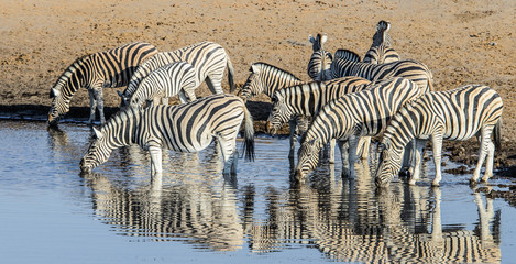 Fototapeta na wymiar Zebras drinking from a watering hole with a reflection in water, Namibia, Africa