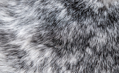 Rabbit fur as a background close-up