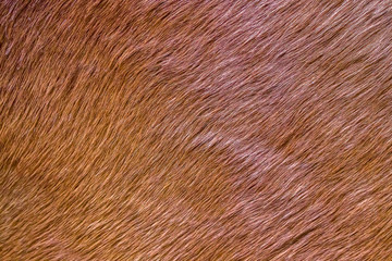 Rabbit fur as a background close-up