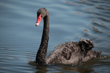 Black swan in lake